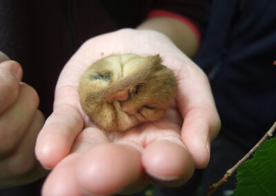 Biodiversity survey