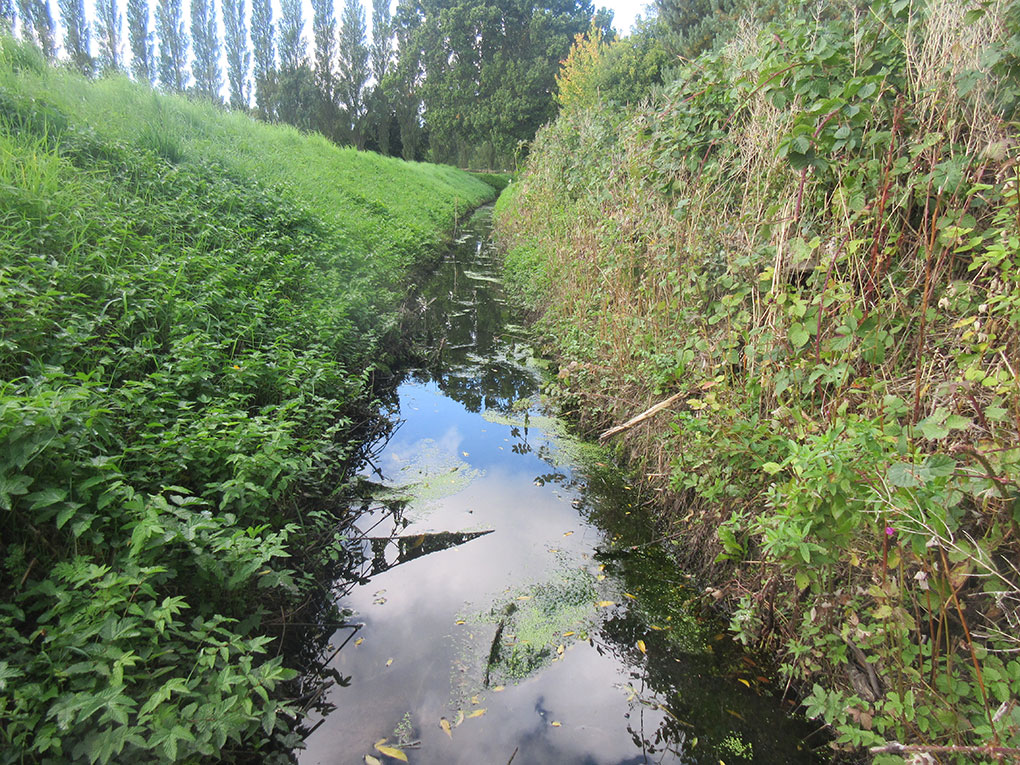 Water vole ditch profile