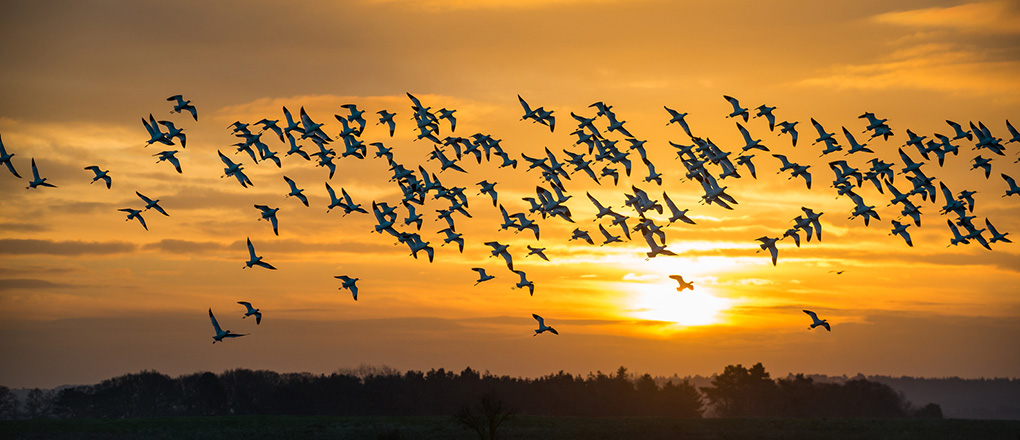 Bird Survey Yorkshire