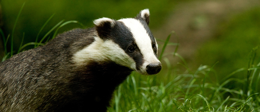 Badger Surveys