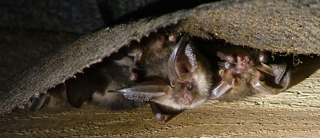 Bat survey - Brown long-eared bats in situ