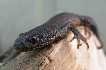 Great Crested Newt