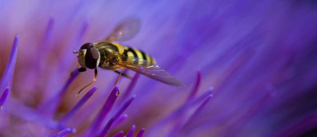 Invertebrates & Other Surveys