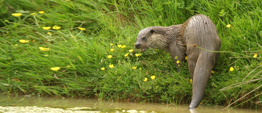 Otter Survey