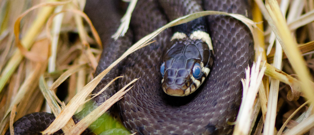 Reptile Protected Species Survey