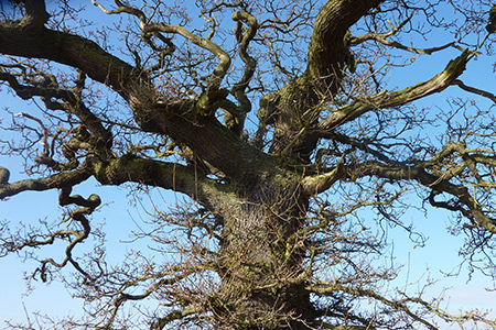 Arboricultural Surveys