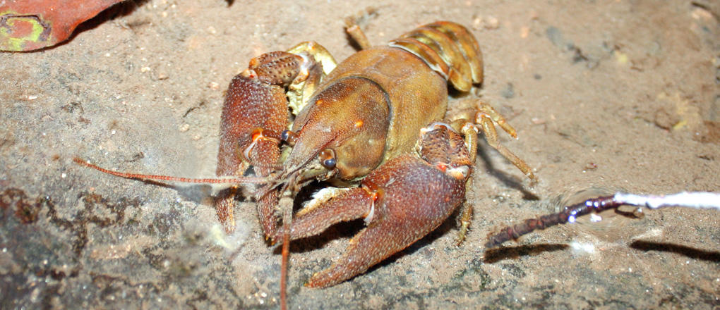 White Clawed Crayfish Survey