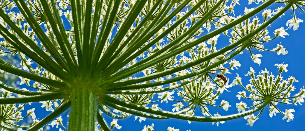 Invasive Weeds Survey - Giant Hogweed