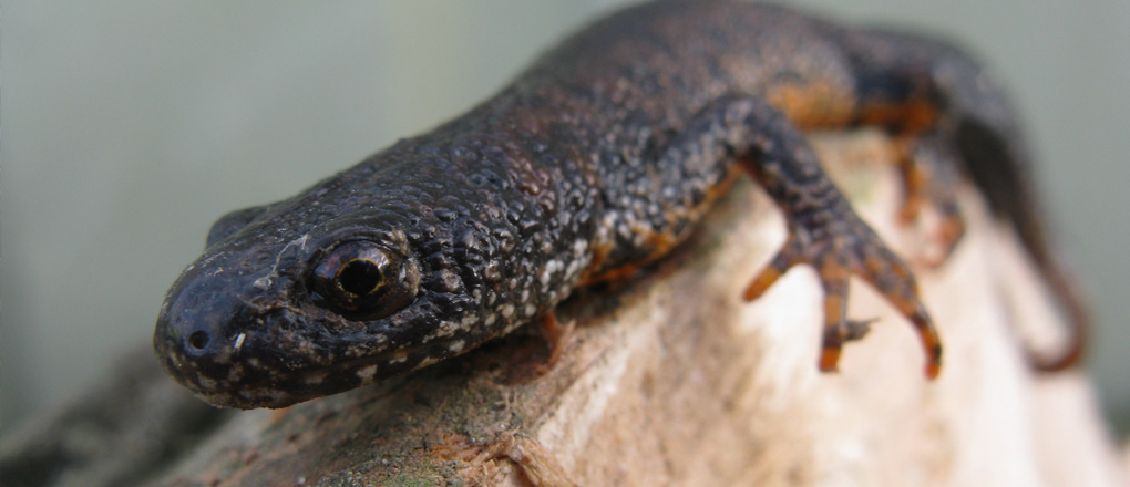 Great Crested Newt Protected Species Surveys