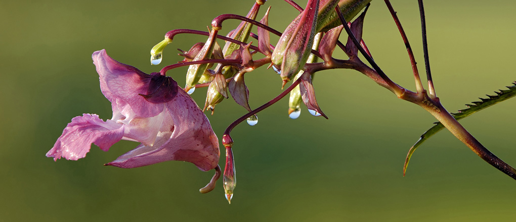 BREEAM, the Land Use and Ecology - himalayan balsam