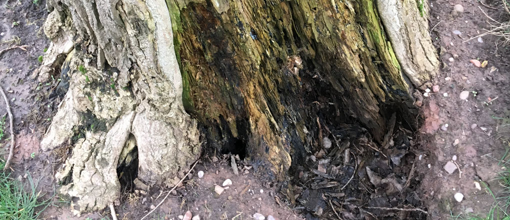Tree-Condition-3 Tree Health Surveys