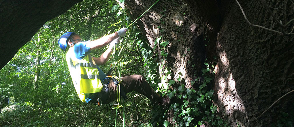 Climb and Inspect – Aerial Tree Surveys