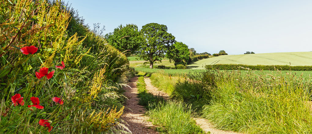 hedgerow-survey Hedgerow survey