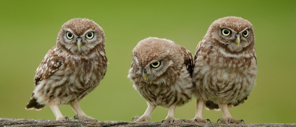 owls Owls